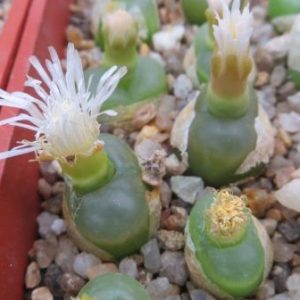 conophytum maughanii