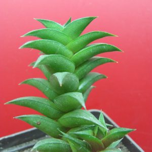 Haworthia viscosa