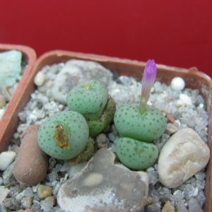 Conophytum gratum jacobsenianum