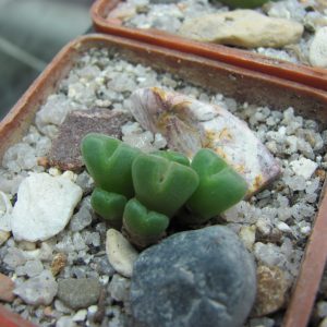 Conophytum hias