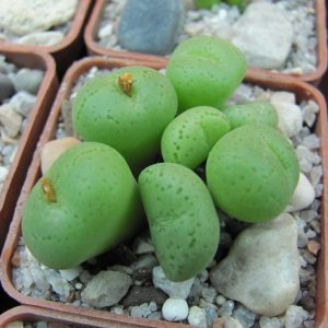 Conophytum hillii