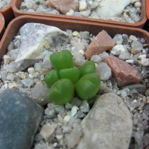Conophytum loeschianum