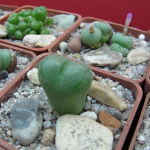 Conophytum ficiforme