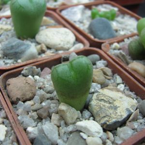 Conophytum ficiforme