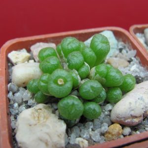 Conophytum ectipum