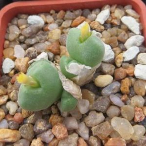 conophytum sp. ЮАР