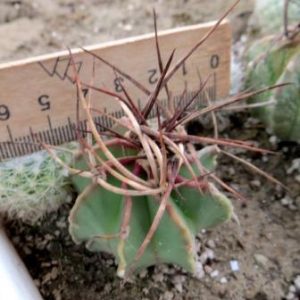astrophytum crassispinum black