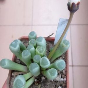 fenestraria rhopalophylla белый цветок