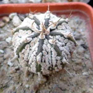 astrophytum super kabuto