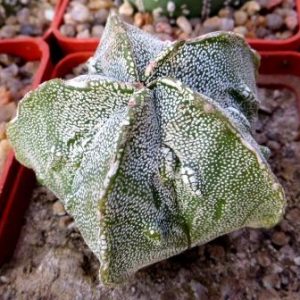 astrophytum fukuryu