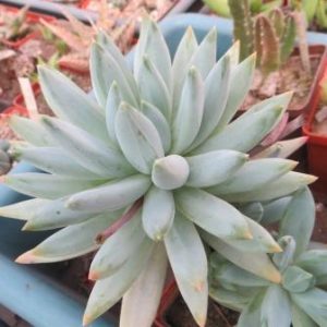 pacheveria sp