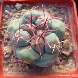 thelocactus hexaedrophorus v. fossulatus