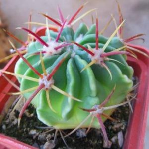 ferocactus latispinus