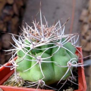 gymnocalycium valnicekianum