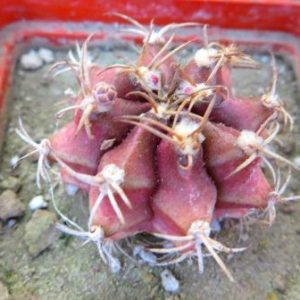 gymnocalycium damsii