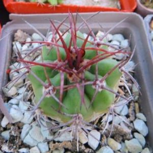 denmoza rhodacantha