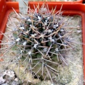 gymnocalicium gibbosum P 95