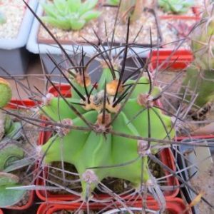 astrophytum crassispinum black 9 см