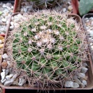 mammillaria melanocentra