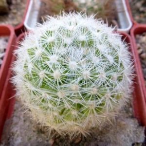 mammillaria candida красный цветок