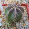 IMG_9940