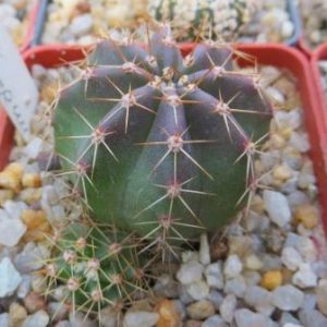 echinopsis subterenai