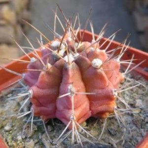 gymnocalycium friedrichii