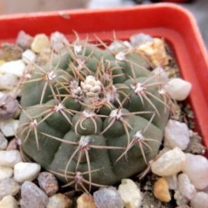 gymnocalycium triacanthum p 124