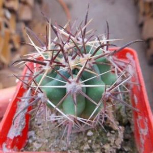 430 MG ferocactus santa maria