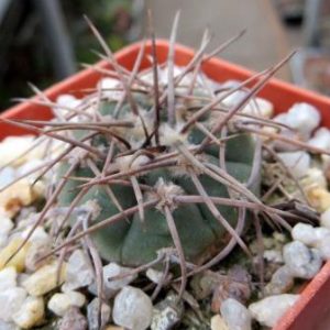 gymnocalycium moserianum
