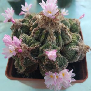 Aztekium ritterii -seeds-семена-
