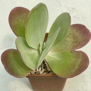 Kalanchoe thyrsifolia