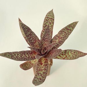 Crassula alba