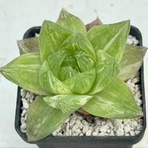 Haworthia cymbiformis variegata