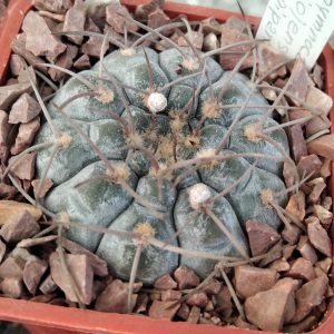 Gymnocalycium riojense v. pipanacoense LB1265 -seeds-семена- s