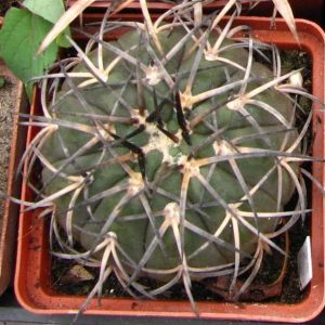 Gymnocalycium spegazzinii -Piltz-