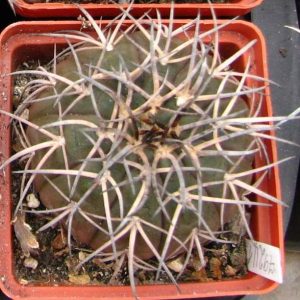 Gymnocalycium spegazzinii -Piltz- s