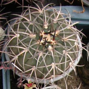 Gymnocalycium spegazzinii -Piltz- s