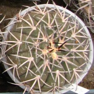 Gymnocalycium spegazzinii -Piltz- s