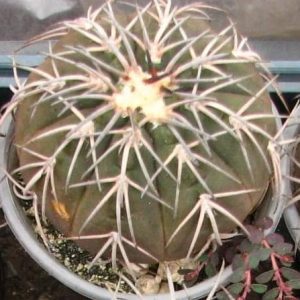 Gymnocalycium spegazzinii -Piltz- s
