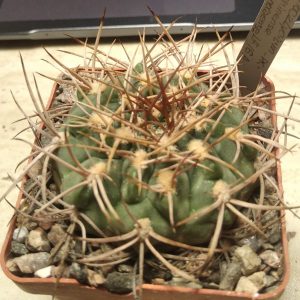 Gymnocalycium guanchinense v. mirandaense  -s