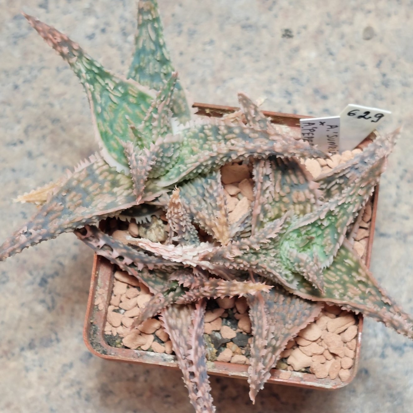 629 Aloe hybrid весь горщик