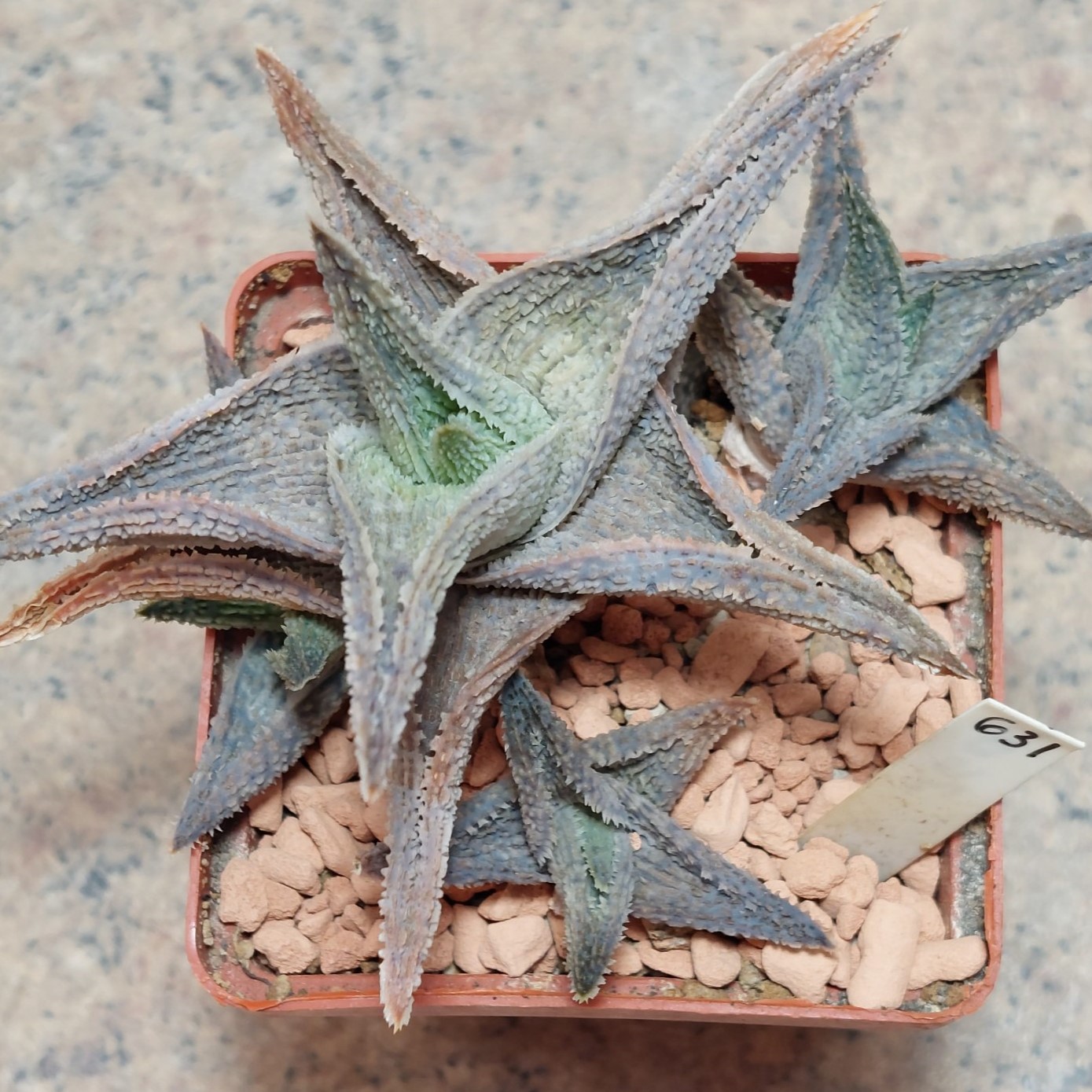 631 Aloe hybrid  велика рослина