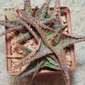 634 Aloe hybrid весь горщик