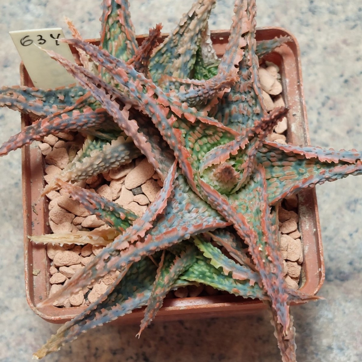 634 Aloe hybrid весь горщик