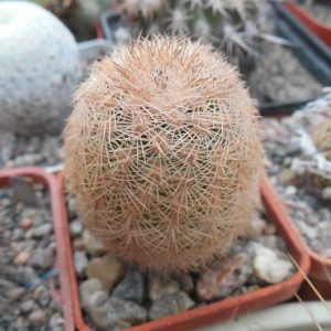 Echinocereus reichenbachii L 1394 - Llera, Tam. - MG -