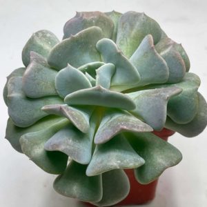 Echeveria cv. cubic frost