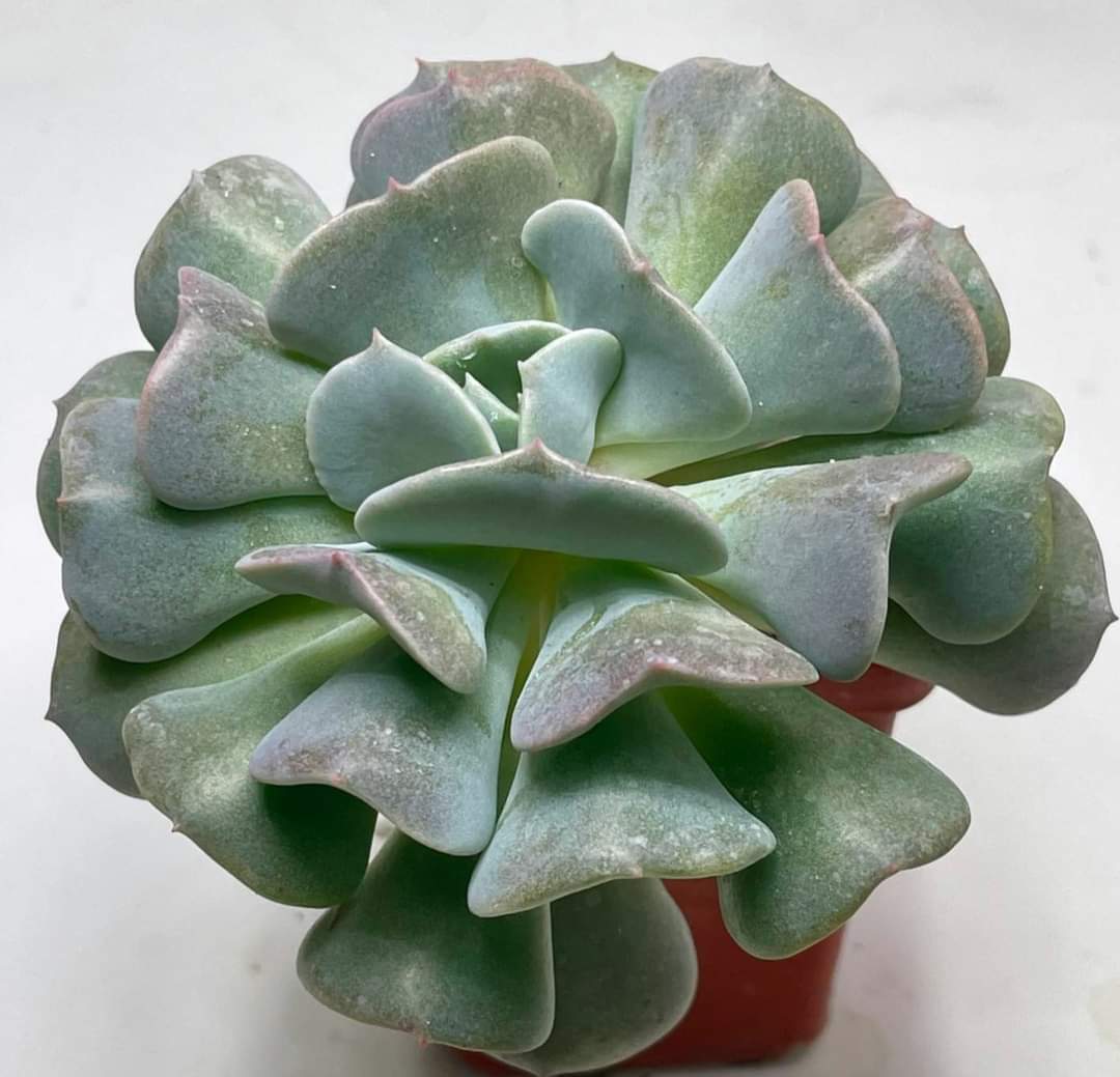 Echeveria cv. cubic frost