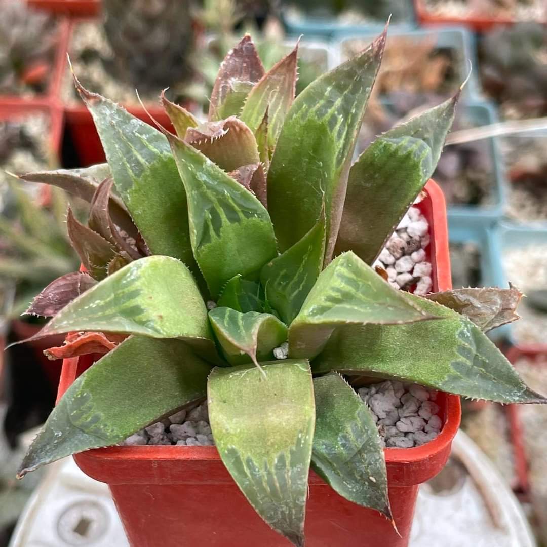 Haworthia nitidula