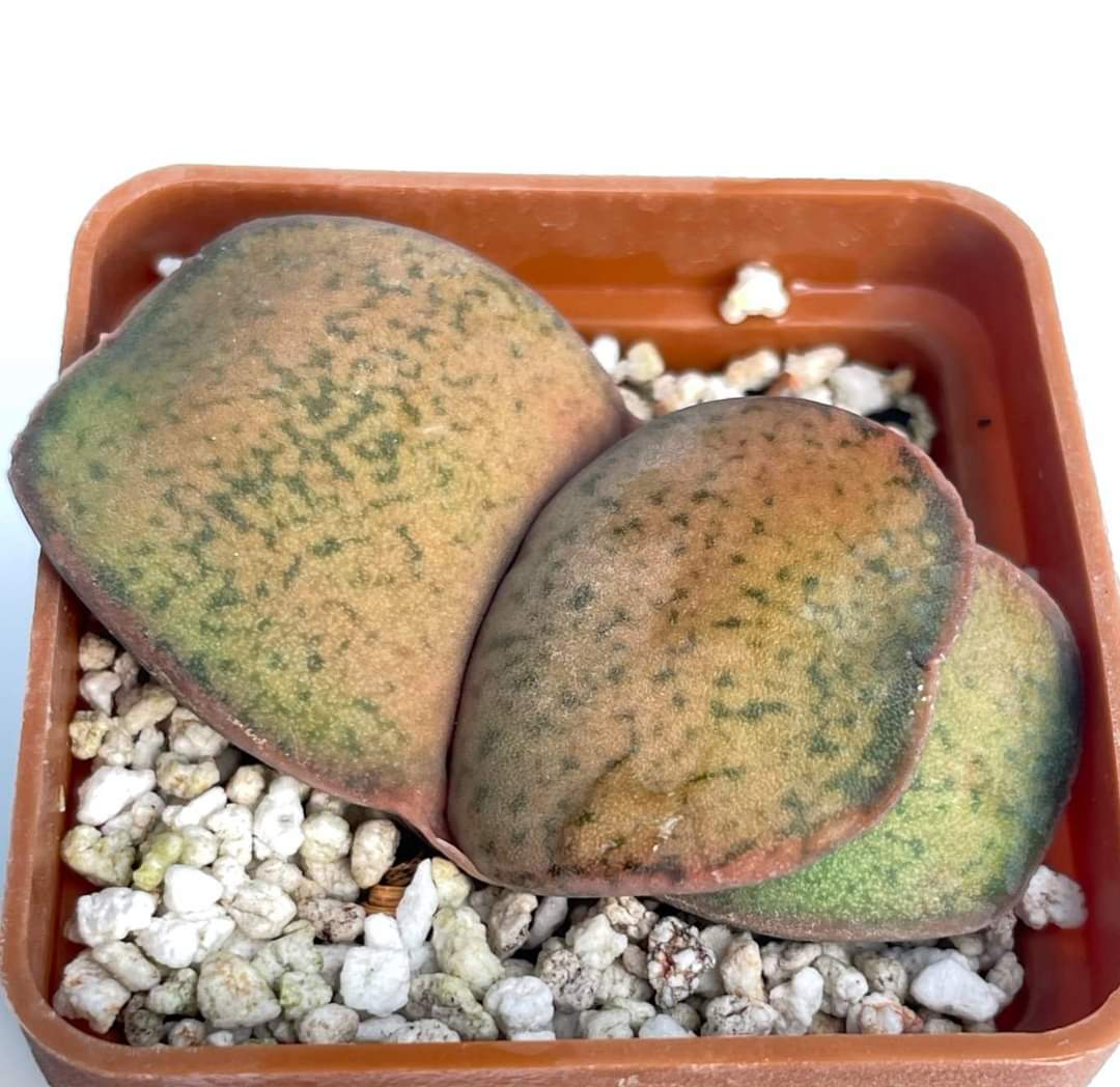 Gasteria brachyphylla var. bayeri «forma nana»
